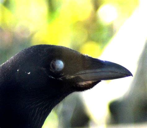 Jackdaw | Jackdaw, Animals, Bird