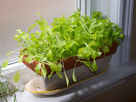 The Apartment Harvest: 6 Vegetables to Grow Indoors – REALfarmacy.com