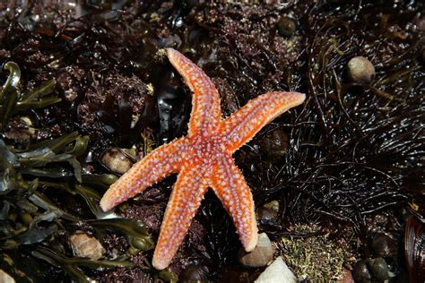 Creature Feature: Sea Stars (U.S. National Park Service)