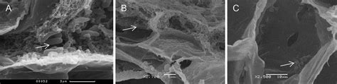 SEM of the cross-sections of Dendrobium nobile seedlings. a,... | Download Scientific Diagram