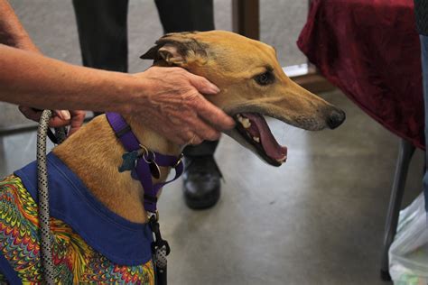 Snake River Animal Shelter holds Grand Opening in Idaho Falls - East Idaho News