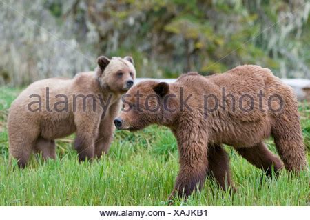 GRIZZLY BEARS mating Stock Photo - Alamy