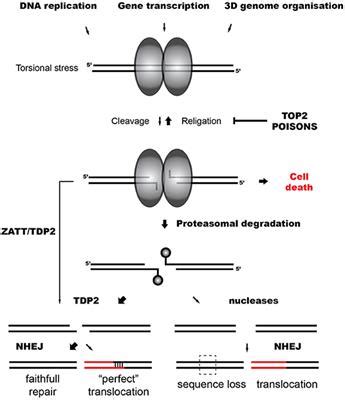 Frontiers | DNA Double Strand Breaks and Chromosomal Translocations Induced by DNA Topoisomerase ...