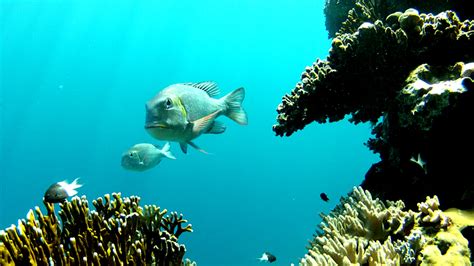 Red Sea Snorkeling www.RedSeaSnorkeling.com | Slow-TV from the outer reef