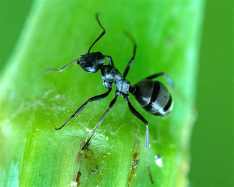 Springfield Plateau: Black Bean Aphids