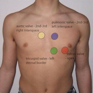 Apical pulse sites | Nursing school survival, Nursing school studying, Nursing school tips