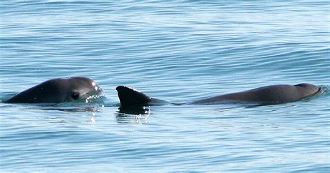 Vaquitas: Facts, Habitat, Diet, and Conservation Status | IFAW