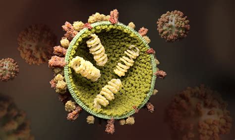 Understanding the influenza virus | EMBL