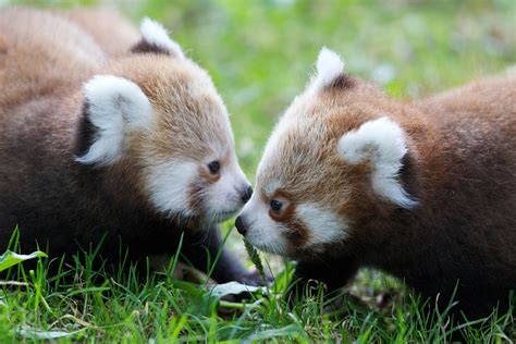 Getting to know each other at Dublin Zoo | Red panda, Zoo babies, Red ...