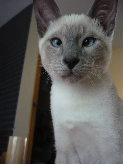 My blue point siamese cat - TOM when he was a baby :) | Gato siames ...