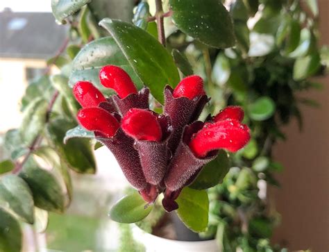 My lipstick plant is blooming! The flowers really do resemble tubes of lipstick. : r/houseplants