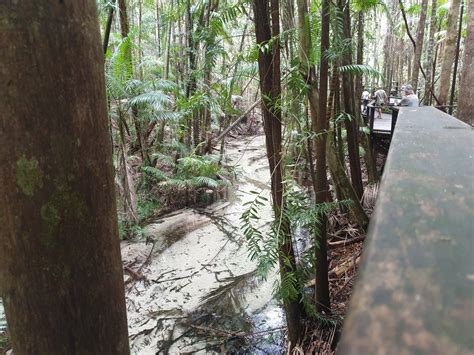 Fraser Island Rainforest - All About Fraser