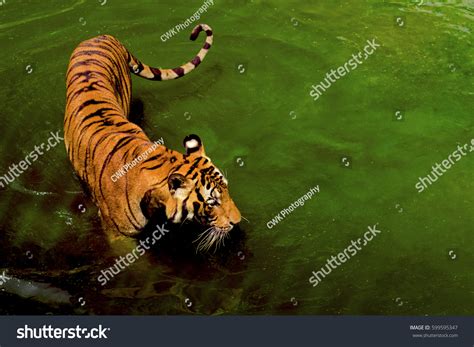 Tiger Drinking Water Stock Photo 599595347 | Shutterstock