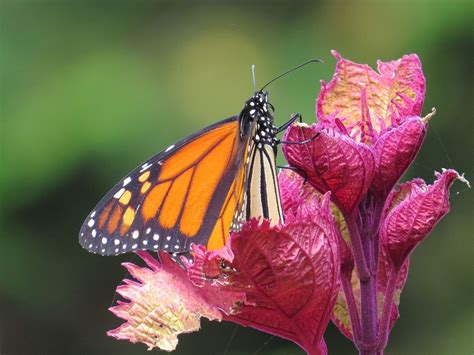 Species New to Science: [Entomology • 2016] Eulophophyllum lobulatum & E. kirki • The Pink ...