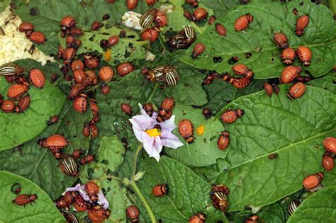 How to Control and Get Rid of Colorado Potato Beetles | Gardener’s Path