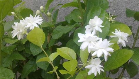 Arabian Jasmine: Growing And Caring Tips | Arabian jasmine, Jasmine plant, Jasmine flower