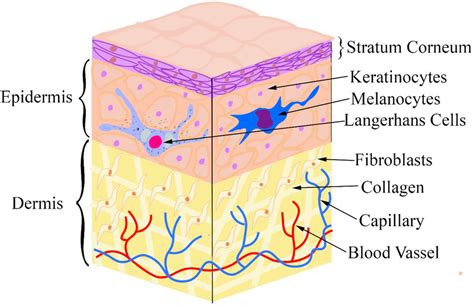 Skin layers and its structure: dermis and epidermis | Download Scientific Diagram