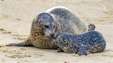 Harbor Seal - Facts and Beyond | Biology Dictionary