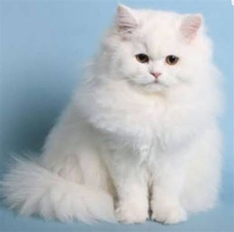 Persian Cat Price in India, Facts, Breed Information and ...