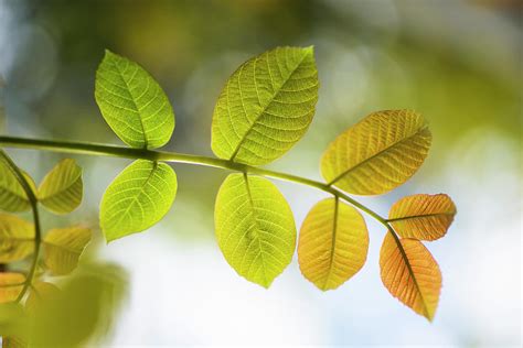 Walnut tree leaves Photograph by David Taylor - Pixels