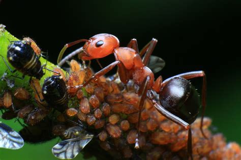 All sizes | Ants farming aphids for their honeydew. | Flickr - Photo Sharing!