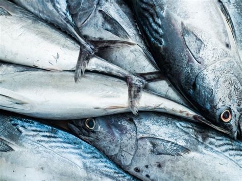 15 Different Types of Tuna - Complete Guide 2023 - Northern Nester