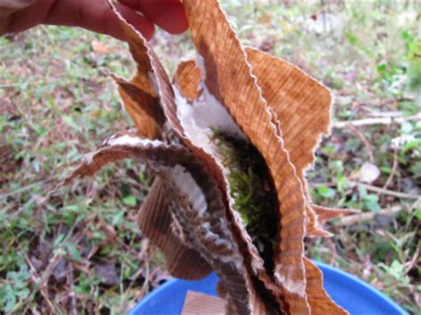 Home-propagated oyster mushroom spawn