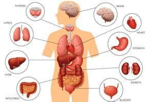 Sistem Organ : Definisi, Jenis, Embriologi & Patofisiologi