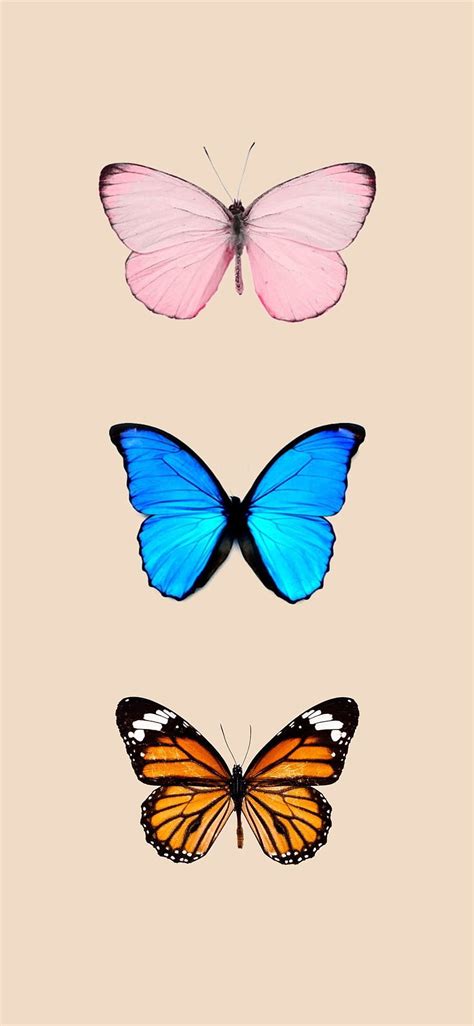 Butterfly backgrounds iPhone iPhone, butterfly iphone HD phone wallpaper | Pxfuel