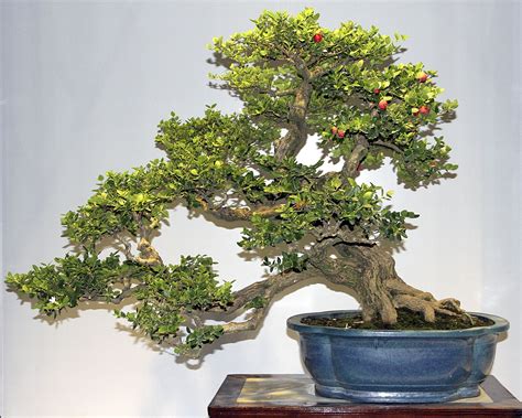 Natal Plum Bonsai Tree Care Guide (Carissa macrocarpa) - Bonsai Tree ...