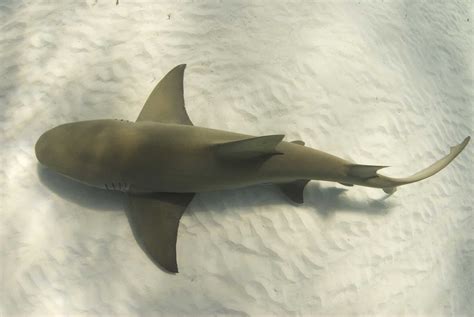 Lemon Shark Pictures - AZ Animals