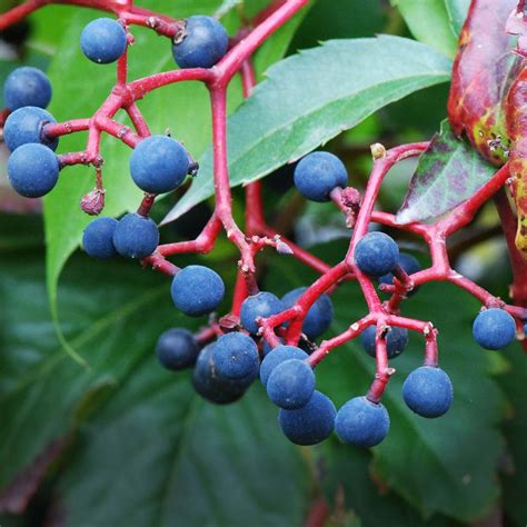 Parthenocissus quinquefolia - Vigne vierge de Virginie - Vigne vierge vraie