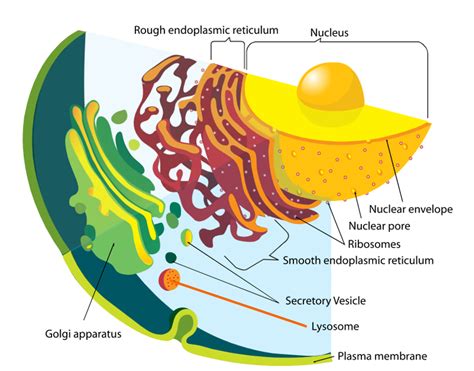 Peroxisome In Plant Cell