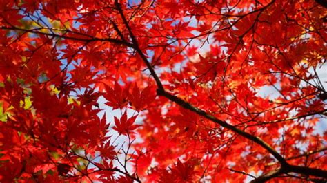 MAINE FALL FOLIAGE | Interactive map shows when fall colors are expected to pop | wltx.com