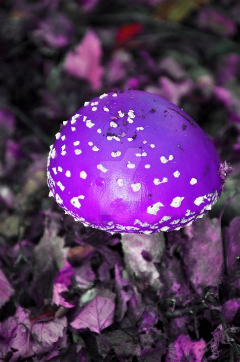 Purple Magic Mushroom by Dragon-flame13 on DeviantArt