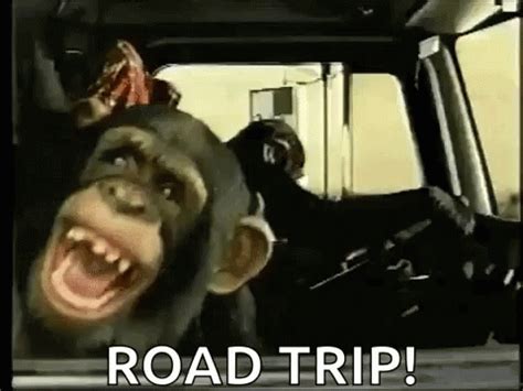 Monkey Road Trip GIF - Monkey RoadTrip - Discover & Share GIFs