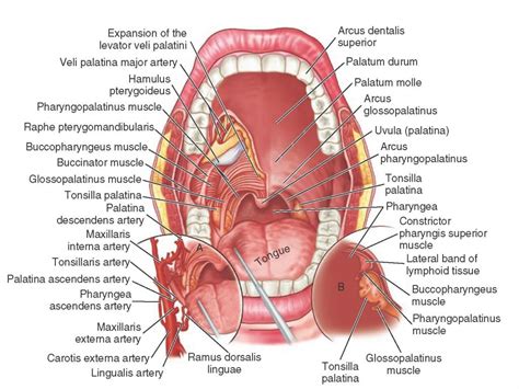 Diagram Of Inside Of Mouth