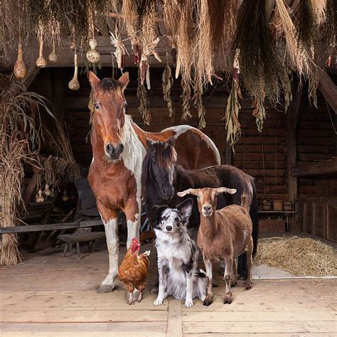 Este fotógrafo retrata a los animales de granja como ningún otro | Animales, Retratos de ...