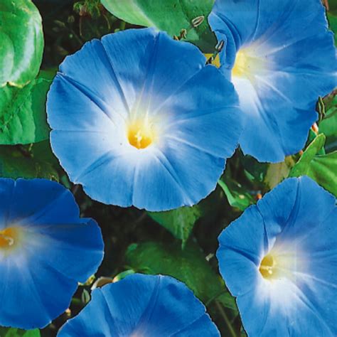 Morning Glory, Heavenly Blue Seeds | Climbing Vine | Easy To Grow – Ferry-Morse