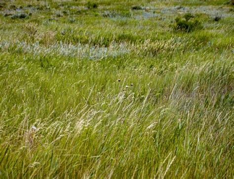 Grassy Meadow Free Stock Photo - Public Domain Pictures