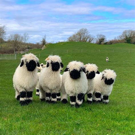 PHOTOS: Toy-Like Blacknose Sheep’s Amazing Bond with Owners—‘The Best Pets in the World’