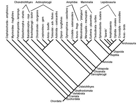 Vertebrate phylogeny | Phylogenetic tree, Nature education, Science nature