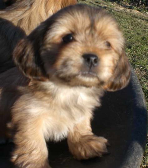 Havanese Terrier Mix Puppies | PETSIDI