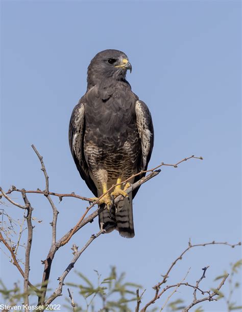 Swainson’s Hawks — The Migration Has Passed Through – Sonoran Images