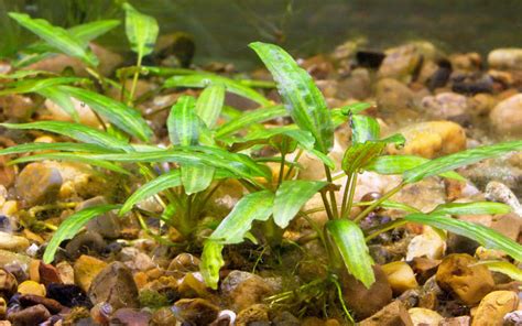 Cryptocoryne Wendtii - Care, Growth, Propagation & More - AquariumNexus