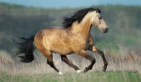 Buckskin Horse Color - Origin, Genetics, and Variations - Helpful Horse ...