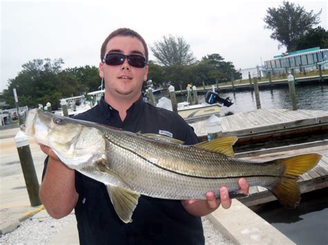 Snook | Game Fish Identification