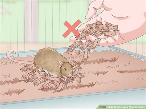 How to Set up a Mouse Cage: 14 Steps (with Pictures) - wikiHow