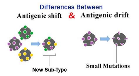 Differences Between Antigenic Shift and Antigenic Drift