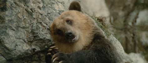 The Bear Movie Trailer - Suggesting Movie